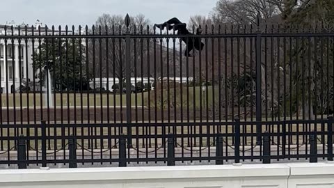 White House Intruder Swarmed by Secret Service After Scaling Fence