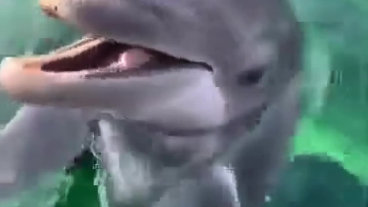 💋Good Morning, Today this Dolphin is very Happy