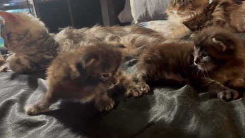 Newborn Maine Coon Kittens - Thompson and Monarch