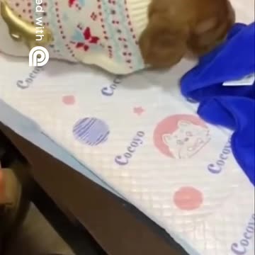 Funniest Animal Videos 😂 | Cute & Hilarious Pets Compilation!