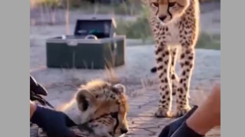 Rescued cheetah cube Reunites With Its Mother