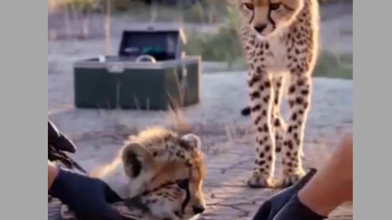 Rescued cheetah cube Reunites With Its Mother