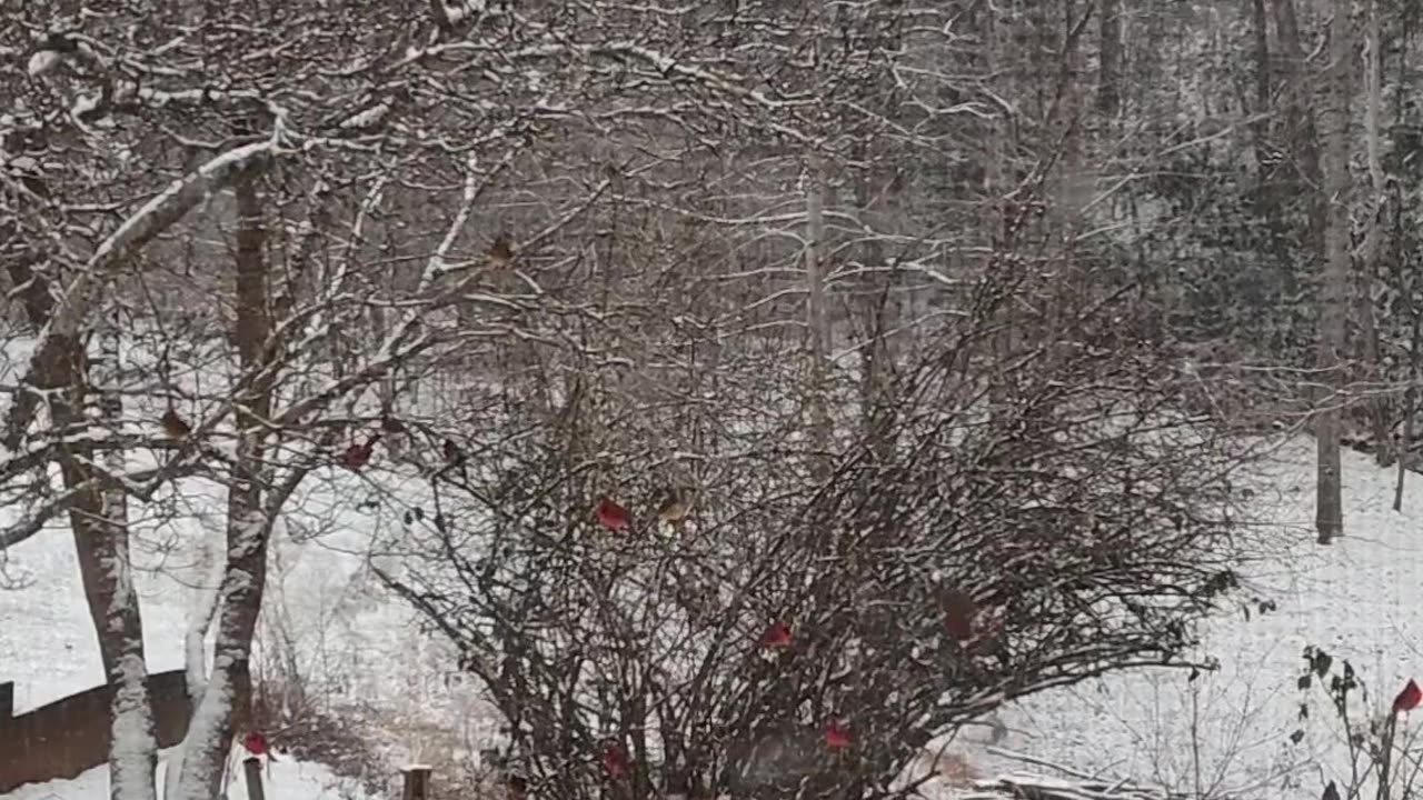 Merlin the kitty's first snow and bunch of beautiful birds on a snowy day!