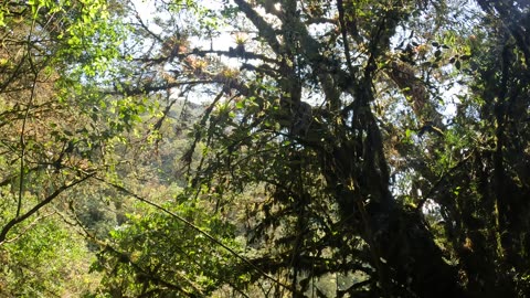 Intimpa, a native tree in the Ampay Sanctuary