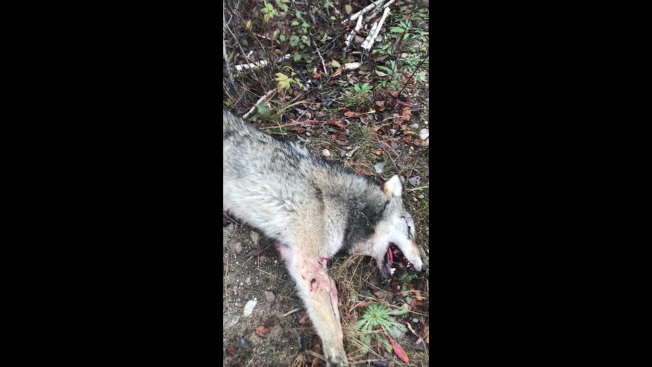 Loup octobre 2023