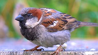 Few More Loud Chirping House Sparrows at Close