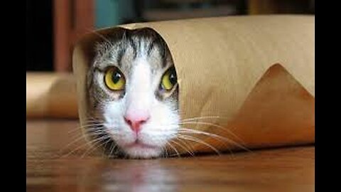 You Laugh You Lose 😜Funniest cat and dog will make you laugh uncontrollably 😛😻
