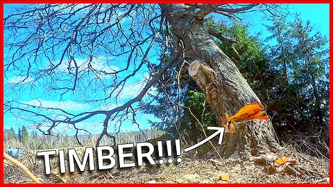 This tree is full of surprises (and very exhausting to cut down)