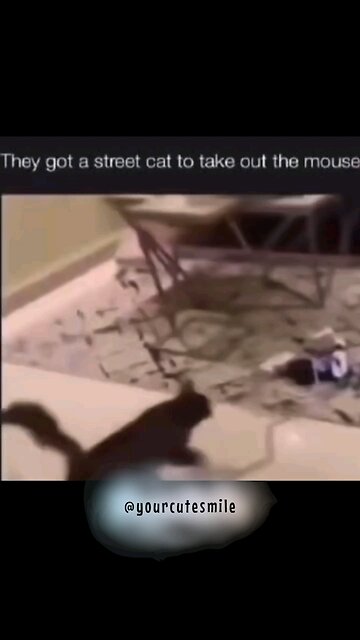 To hire an assassin cat..