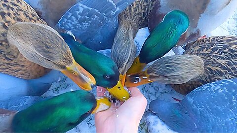 First Snow, The 7 Mallard Duck Ducklings and More Than Few Pigeons