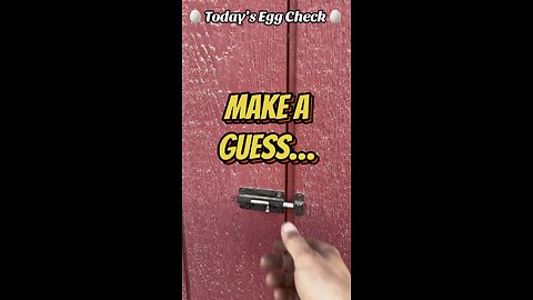 🥚 Sunday’s Egg Check! 🥚