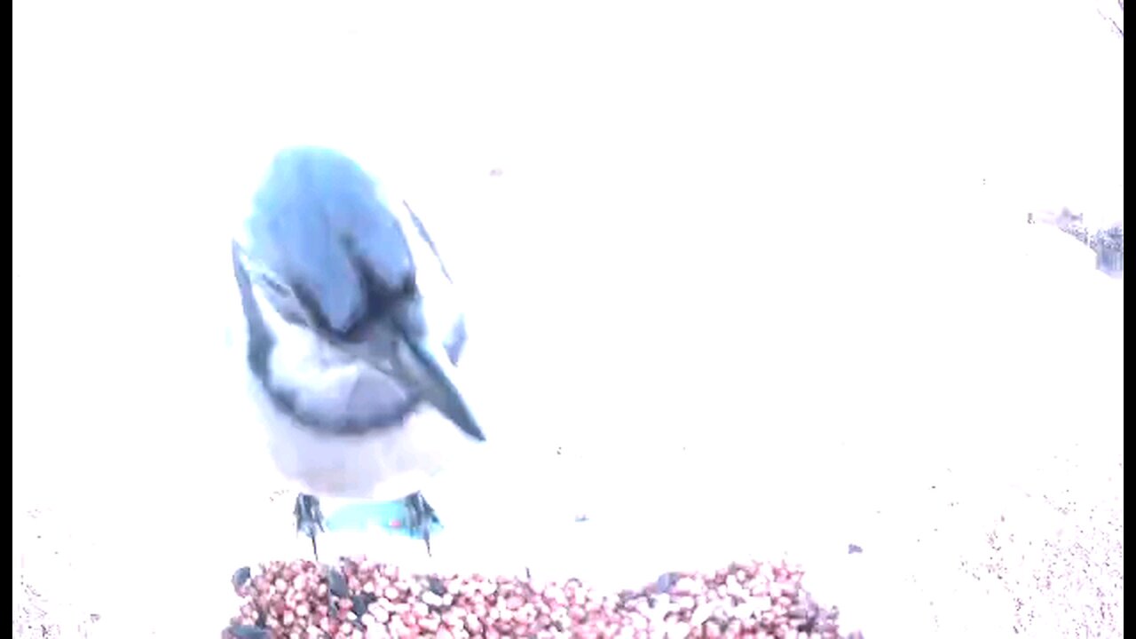 Blue Jay and tufted titmouse