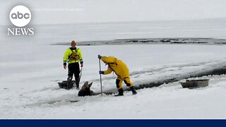 New York Rangers rescue Moose in the ice