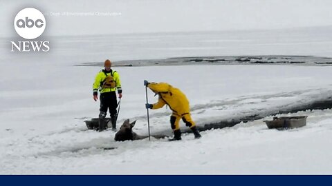 New York Rangers rescue Moose in the ice