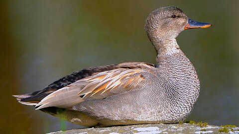 Male Gadwall Duck Just Sitting on a Rock Sunbathing