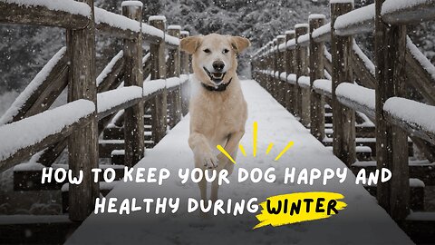 How to Keep Your Dog Happy and Healthy During Winter