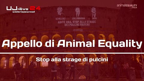 Appello di Animal Equality Stop alla strage di pulcini