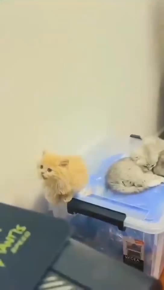 Cute and funny Cats