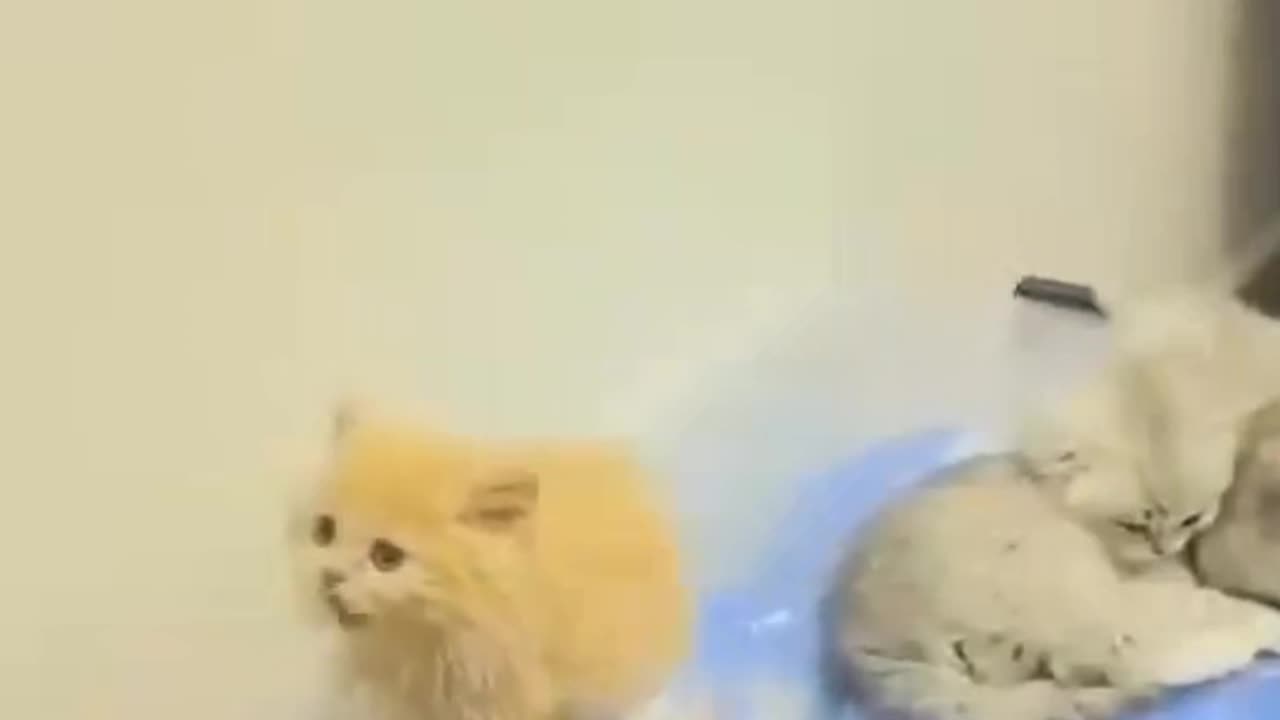 Cute and funny Cats