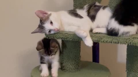 Cat Exhausted By Playful Kittens