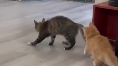 cats made a Michael Jackson