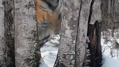 30 Seconds of Siberian Tigers