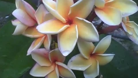 A bunch of plumeria flowers, white, yellow and pink, are very beautiful! [Nature & Animals]