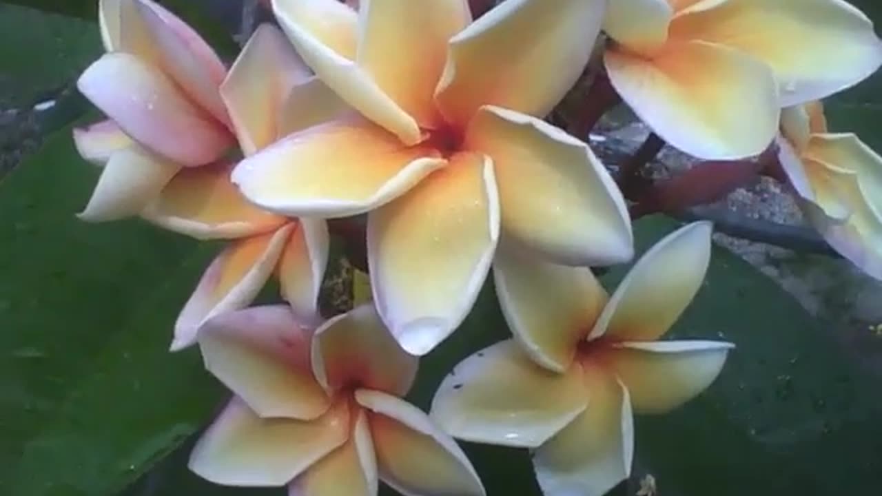 A bunch of plumeria flowers, white, yellow and pink, are very beautiful! [Nature & Animals]