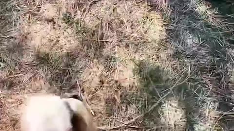 SPA DAY FOR THE LIONS!