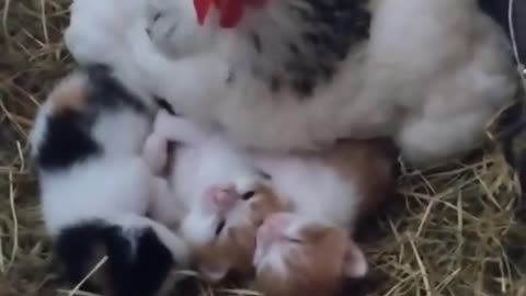 КОТКИ