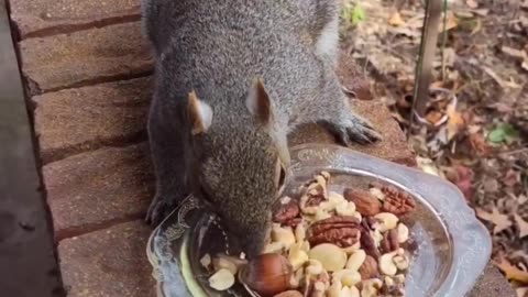 She's so cute and adorable.She listened to while I was talking to her -Mika The Squirrel