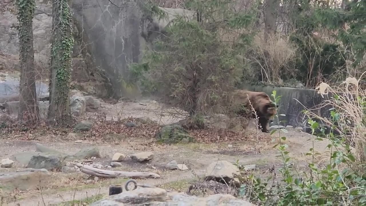 Bear Walking