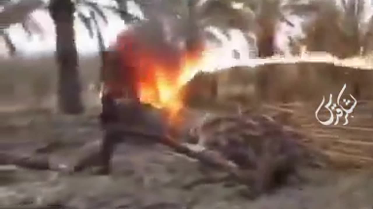 The US Army's Recreational Burning of Palm Groves in Iraq