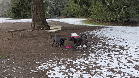 Rocky and Rosie snow play