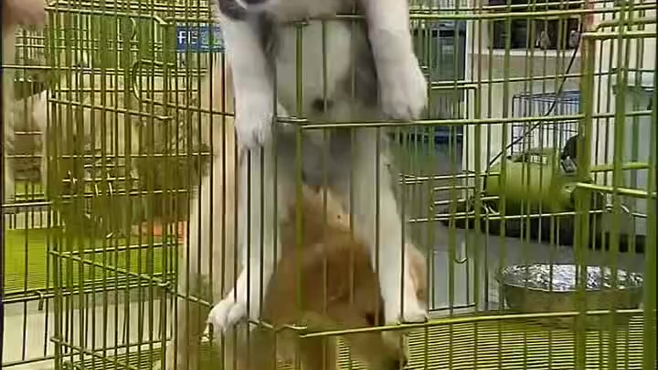 "Husky; Just asking, am I purebred or not?"