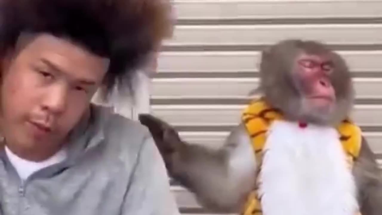 The monkey’s reaction.. 😂