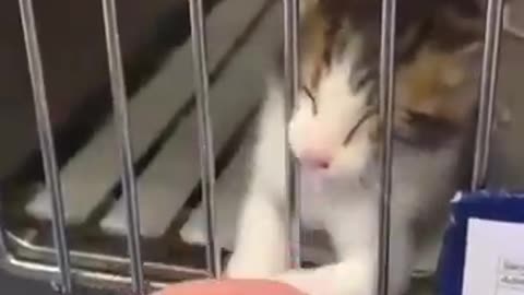 "Please, adopt me!"