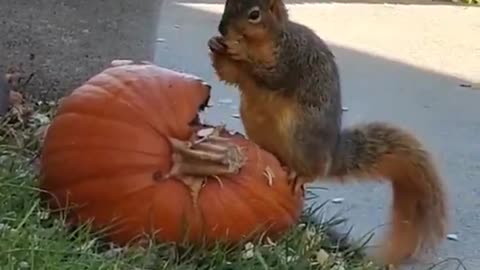 Squirrel do get drunk from fermented pumpkins and it’s the funniest thing ever