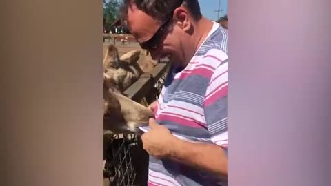 funny animals