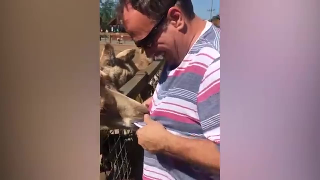 funny animals