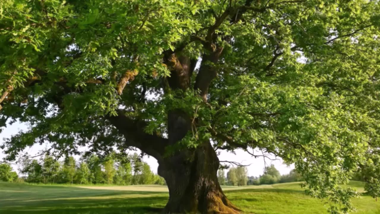 A green tree (Speaker brother Waterman)