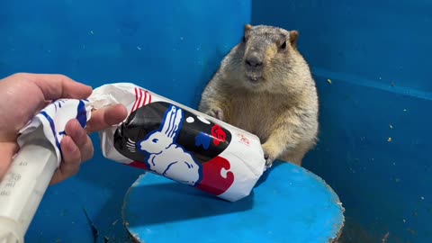 Animals Funny Moment video 2024 skc.com 2