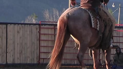 Teach your horse to spin using the counterblend.