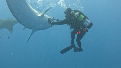 Tiger Shark Wants Bite Of Diver's Camera