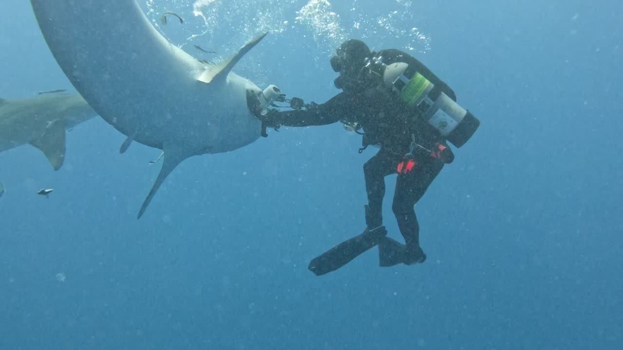 Tiger Shark Wants Bite Of Diver's Camera