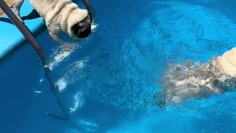 Puppies in the pool