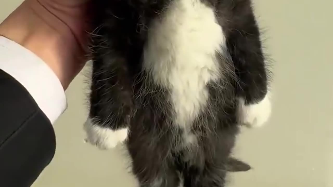 "sir, can you put me down pls"