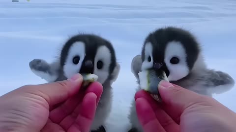 God, let me meet a baby penguin #cute #adorable #pet #penguin #babyanimals #fluffy #cuteanimal