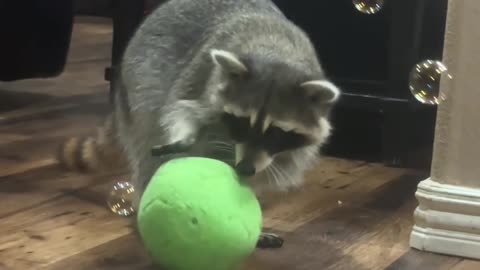 Raccoon Loves Bubbles