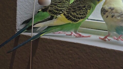 Budgies, Bonded Buddies, Nugget, Nutsy, and Snoopy Meet Up Together on the Window Sill.